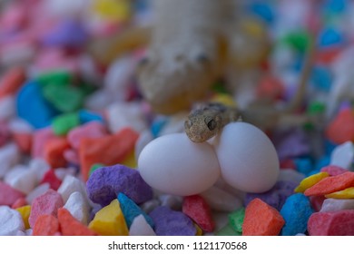 A lizard and two small eggs on colored pebbles.