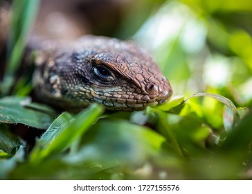 A Lizard Typical Of The Brazilian Savannah Also Know As Calango Or Largatixa. Species Tropiduros Oreadicus. Cerrado. Animal World. Nature.