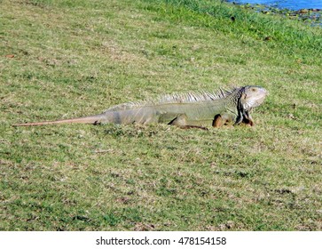 Lizard walking on golf course.
