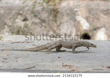 a lizard walking on the road