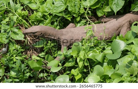 A lizard is walking through a field of green plants. The lizard is brown and has a long tail