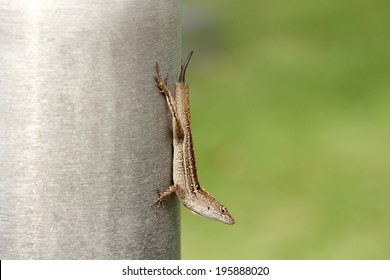 Lizard without a tail