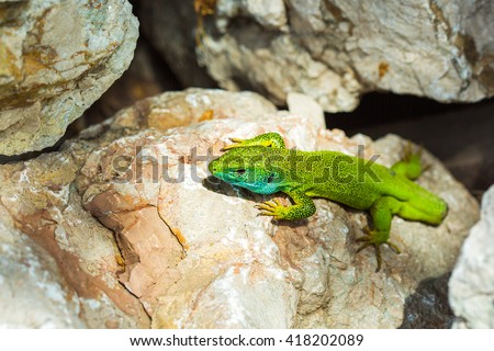 lizard without a tail (Lacerta viridis)