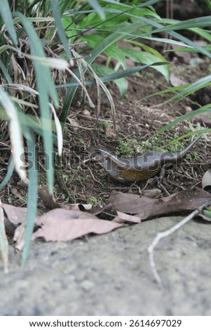 A lizard is in the yard
