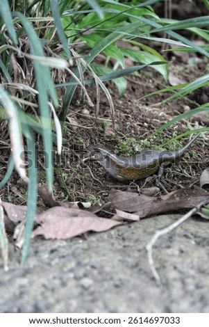 A lizard is in the yard