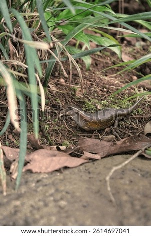 A lizard is in the yard