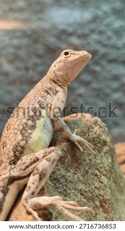 lizard in the zoo captivity