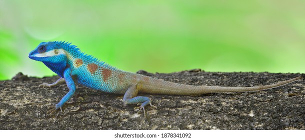 Lizard,dragon , Chameleon , Blue-crested Lizard ,Calotes mystaceus, Indo-Chinese crested blue lizard perching on tree with blur green background