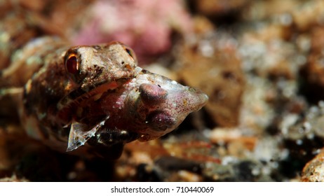 Lizardfish eats a dragonette on the reef