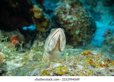 A lizardfish with razor sharp teeth stares up from its vantage point in the reef into the water column. The scientific name for this creature is Synodontidae and it is at home in tropical warm water