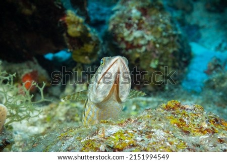 A lizardfish with razor sharp teeth stares up from its vantage point in the reef into the water column. The scientific name for this creature is Synodontidae and it is at home in tropical warm water