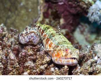 Lizardfishes