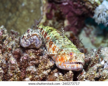 Lizardfishes