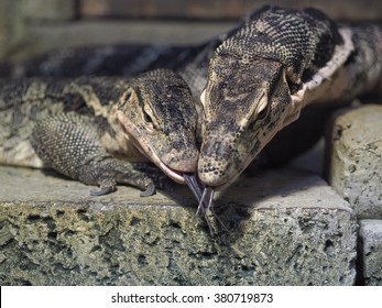 lizards