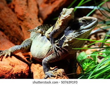 Lizards
