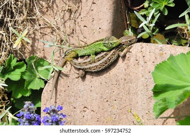 lizards