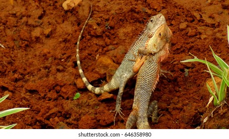 lizards
