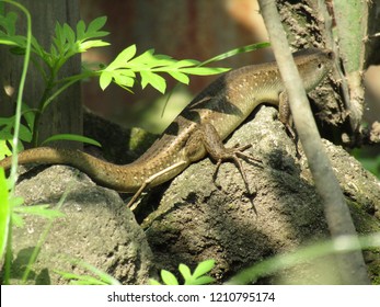 Lizards Called Bengkarung Mabuya Multifasciata Reptil Stock Photo ...