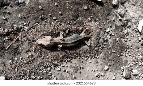 
Lizards die in the desert due to extreme heat. Global warming causes the earth's temperature to increase so that lizards die from overheating.	
