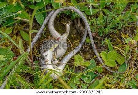 Lizards engaged in mating on the ground among green vegetation