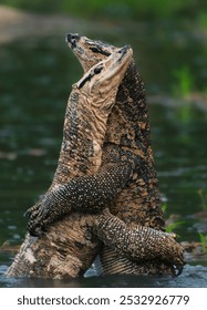 lizards are hugging in the river