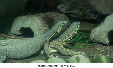 Lizards of medium size, predators with hot blood