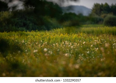 Ljubljana Marshes In Late Summer Of 2018