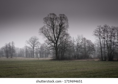 Ljubljana Marshes On Foggy Spring Morning