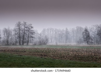 Ljubljana Marshes On Foggy Spring Morning