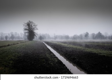 Ljubljana Marshes On Foggy Spring Morning