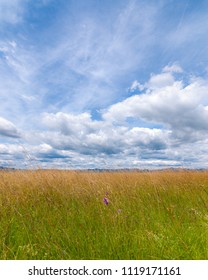 Ljubljana Marshes In Summer