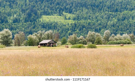 Ljubljana Marshes In Summer