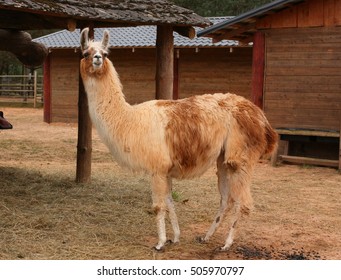 Llama