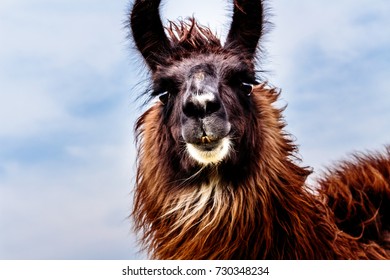 64 Llamas Barnyard Images, Stock Photos & Vectors | Shutterstock