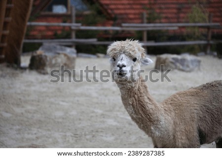 Llama alpaca in the zoo, fluffy and cute animal close up