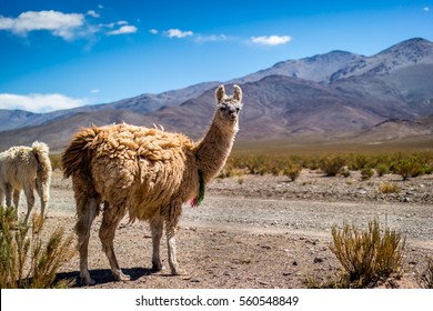 Llama In The Andes