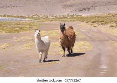 Llama Of Atacama Desert North Of Chile