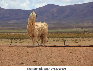 6,313 Atacama animals Images, Stock Photos & Vectors | Shutterstock