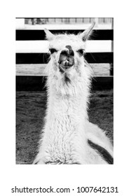 buck tooth llama