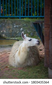 Llama In Belgrade Zoo, Serbia