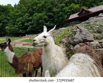 Llama Chewing Grass In The Zoo