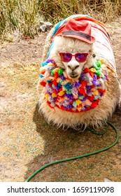  Llama With Dark Shades In Peru, Funny Llama With Clothes And Hat, Cool Llama, Llama With Costume. Cute Llamas From Peru,beautiful Llamas South America Peru.