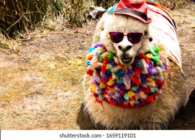 Llama With Dark Shades In Peru, Funny Llama With Clothes And Hat, Cool Llama, Llama With Costume. Cute Llamas From Peru,beautiful Llamas South America Peru.