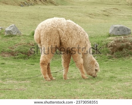 Llama eating grass in the field