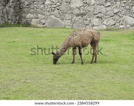 Llama eating grass in the field next to stone wall