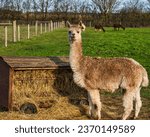 Llama at a Farm - Photograph of a domestic llama on a farm in the summer. Selective focus on the face of the llama with a softly blurred background of trees and grass in Nottingham UK.
