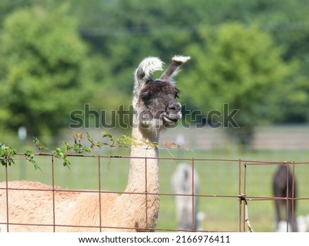 Llama at a Farm - Photograph of a domestic llama on a farm in the summer. Selective focus on the face of the llama with a softly blurred background of trees and grass.