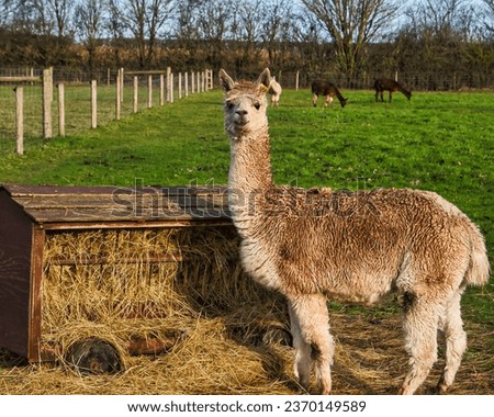 Llama at a Farm - Photograph of a domestic llama on a farm in the summer. Selective focus on the face of the llama with a softly blurred background of trees and grass in Nottingham UK.