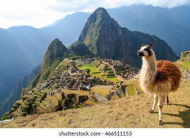 Llama in front of ancient inca town of Machu Picchu - Shutterstock ID 466511153