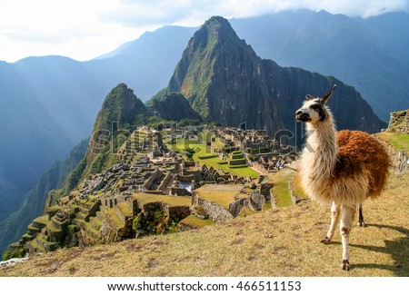 Llama in front of ancient inca town of Machu Picchu